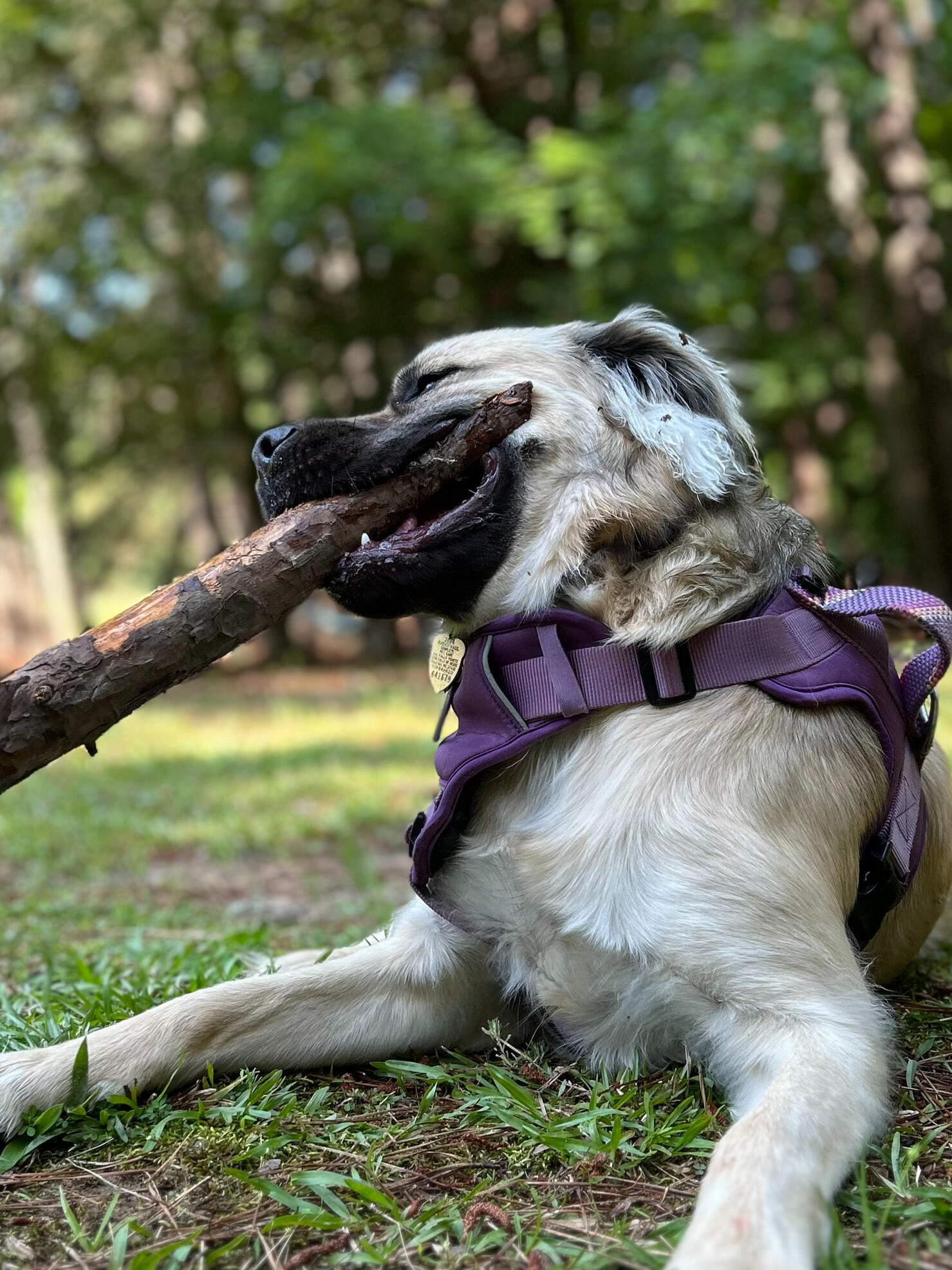 Dog boarding Beorn’s Bark Bus for an off-leash park adventure