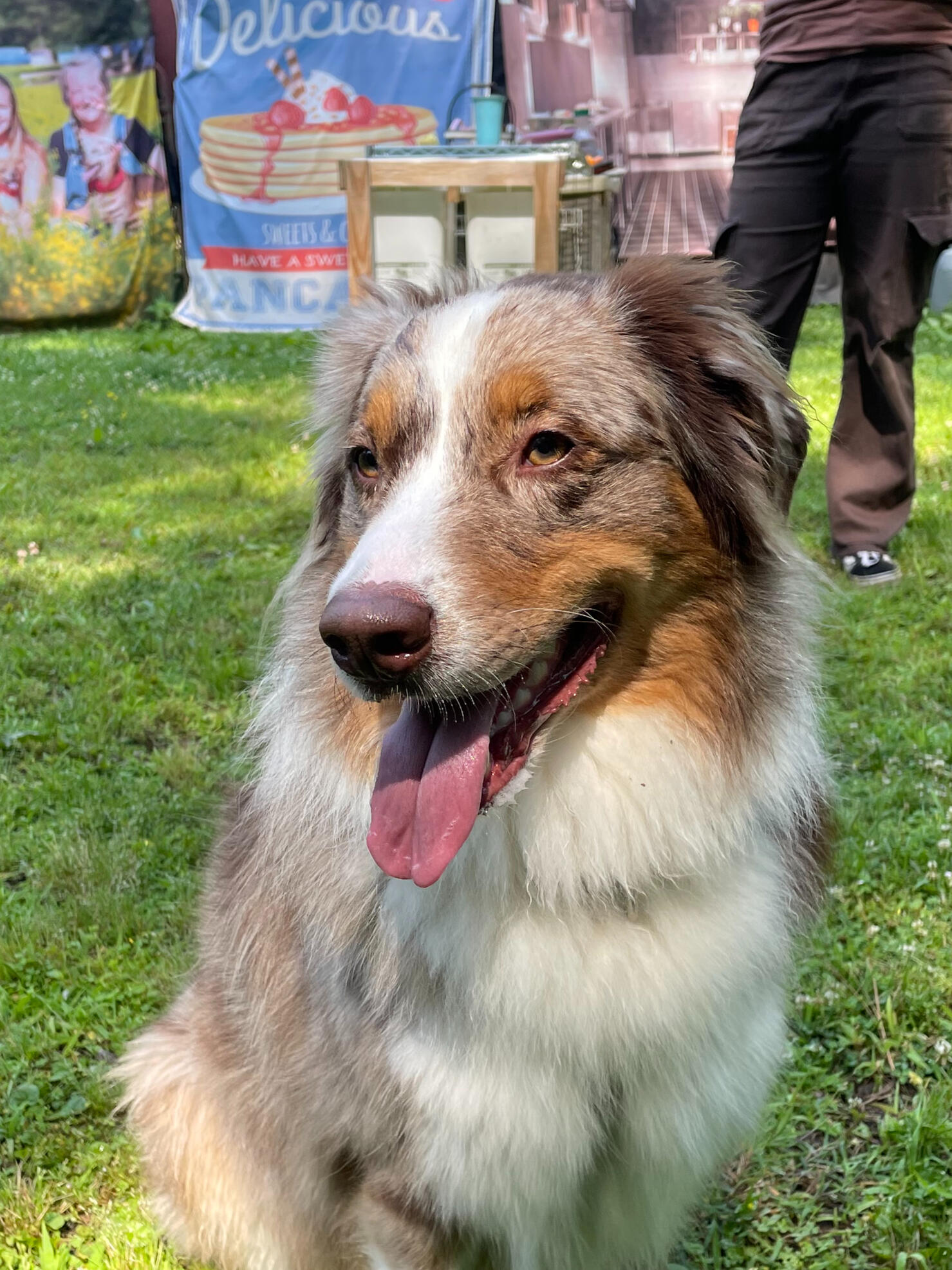 Dogs playing off-leash after arriving in the adventure shuttle
