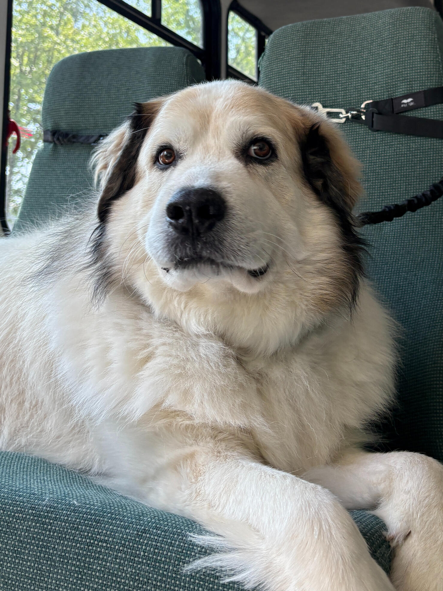 inside Beorn’s Bark Bus with secure dog harnesses and seating